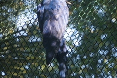 perroquet-bleu-beauval