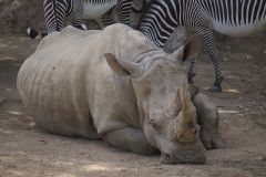 rhinoceros-gros-plan