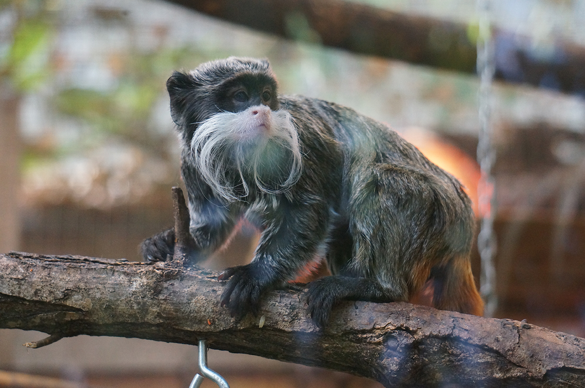 Singe-moustache-beauval