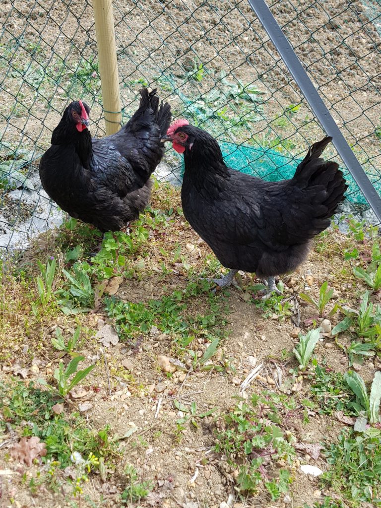 Poules noires du Berry