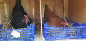 mes_poules