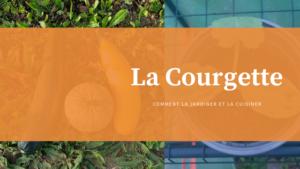 La Courgette