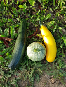 differentes courgettes