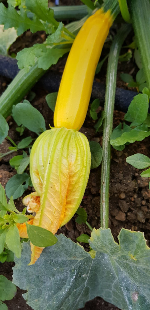 Une courgette