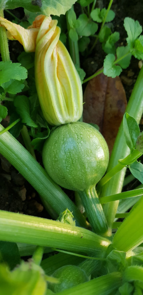 une autre courgette